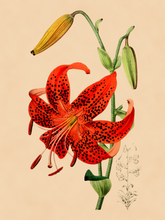 Kép betöltése a galériamegjelenítőbe: Vörös orchidea, vintage stílusú poszter