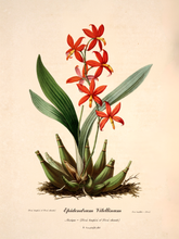 Kép betöltése a galériamegjelenítőbe: Vörös vad orchidea vintage stílusú poszter