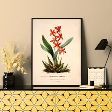 Kép betöltése a galériamegjelenítőbe: Vörös vad orchidea vintage stílusú poszter
