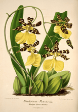 Kép betöltése a galériamegjelenítőbe: "Táncoló hölgyek" orchidea vintage stílusú poszter
