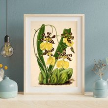 Kép betöltése a galériamegjelenítőbe: "Táncoló hölgyek" orchidea vintage stílusú poszter
