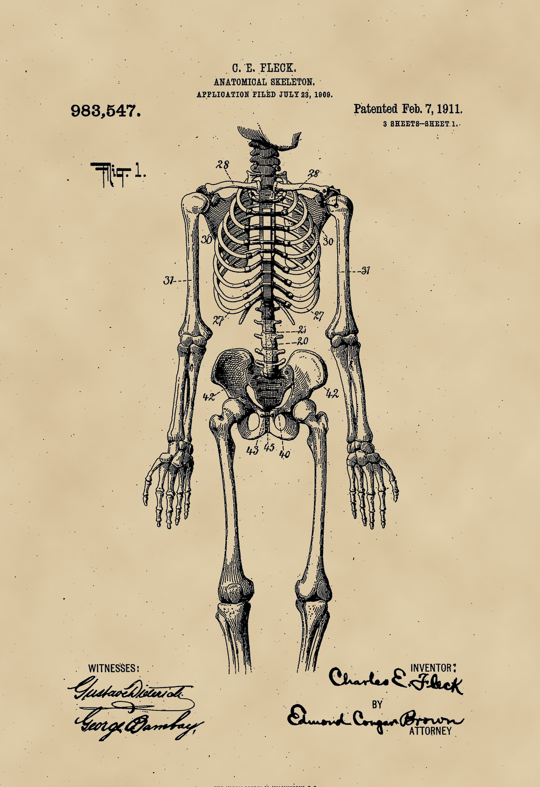 Anatómiai csontváz, szemléltető eszköz 1911, vintage stílusú poszter